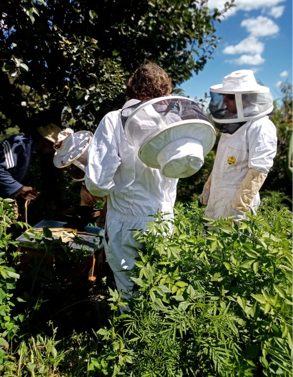 Transport von den Bienenkästen