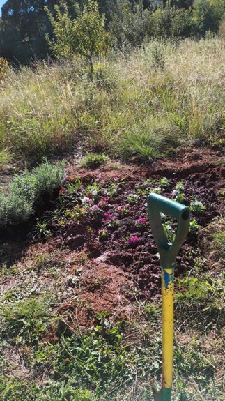 Eins von vielen Blumenbeeten auf der Farm