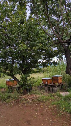 Neuer Stellplatz der Bienen