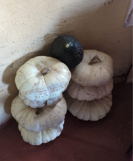 Letzte große Ernte vom Garten