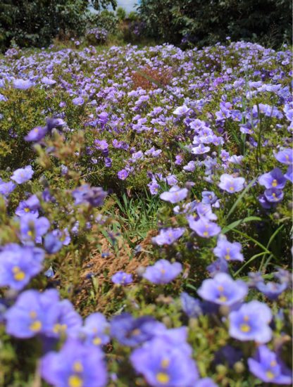 Flora in Malealea