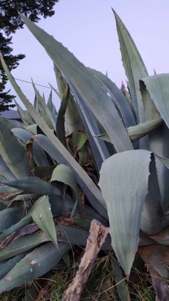 Agave Americana (invasive, weitverbreitete Spezies)